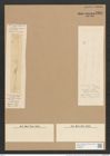 Nitzschia sigmoidea var. undulata Pet. (de-Toni-Nr.: Genus 47, Species 2093) Zeichnungen Sammlung Grunow Nr. 4164 (NHMW-BOT-W0356297)
